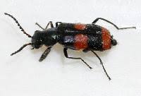 Attēlu rezultāti vaicājumam “Anthocomus fasciatus”