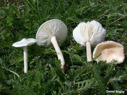 Image result for Melanoleuca rasilis var. pseudoluscina