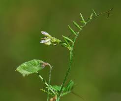 Attēlu rezultāti vaicājumam “Vicia hirsuta”