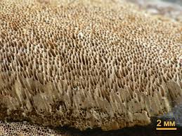 Attēlu rezultāti vaicājumam “Phellinus ferruginosus”