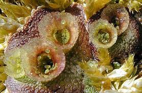 Attēlu rezultāti vaicājumam “Saelania glaucescens sporophyte”