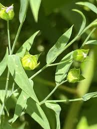 Attēlu rezultāti vaicājumam “Linum usitatissimum leaf”