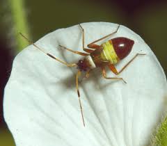 Attēlu rezultāti vaicājumam “Closterotomus biclavatus nymph”