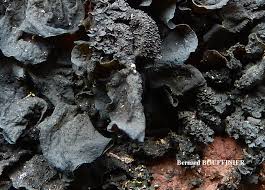 Attēlu rezultāti vaicājumam “Collema flaccidum”