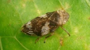 Attēlu rezultāti vaicājumam “Philaenus spumarius”