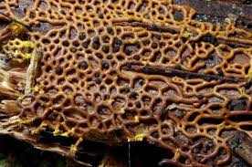 Attēlu rezultāti vaicājumam “Hemitrichia serpula macro”