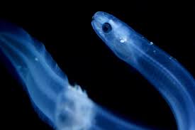 Image result for Anguilla anguilla