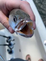 Image result for Cynoscion regalis