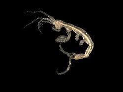 Attēlu rezultāti vaicājumam “Amphipoda”