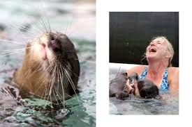 Image result for Worthing Otters