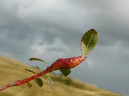 Attēlu rezultāti vaicājumam “Rabdophaga heterobia”