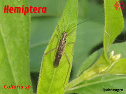 Attēlu rezultāti vaicājumam “Collaria sp.”