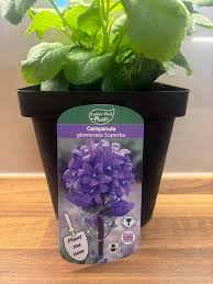 Attēlu rezultāti vaicājumam “Campanula glomerata bud”