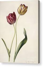 Attēlu rezultāti vaicājumam “Tulipa gesneriana flower”