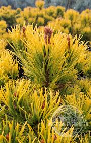 Attēlu rezultāti vaicājumam “Pinus mugo”