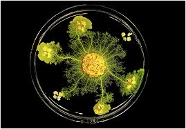 Attēlu rezultāti vaicājumam “Physarum contextum spores”