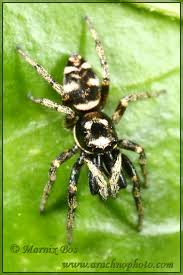 Attēlu rezultāti vaicājumam “Salticus scenicus”