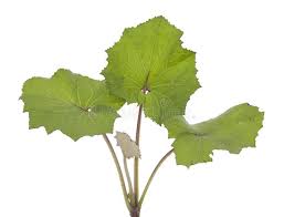 Attēlu rezultāti vaicājumam “Tussilago farfara leaf”