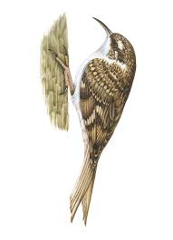 Attēlu rezultāti vaicājumam “Certhia familiaris”