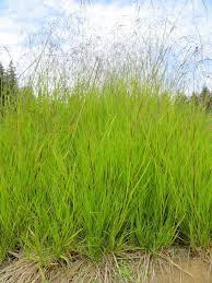 Attēlu rezultāti vaicājumam “Glyceria striata fruit”