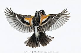 Attēlu rezultāti vaicājumam “Fringilla montifringilla”