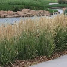Attēlu rezultāti vaicājumam “Calamagrostis stricta”