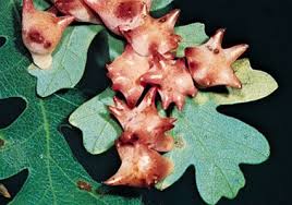 Attēlu rezultāti vaicājumam “gall”