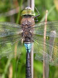 Attēlu rezultāti vaicājumam “Anax parthenope”