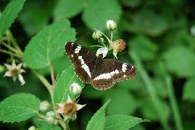 Attēlu rezultāti vaicājumam “Limenitis camilla underside”
