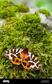 Attēlu rezultāti vaicājumam “Arctia caja imago”