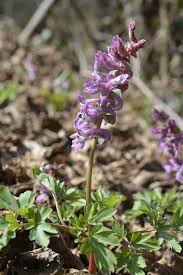 Attēlu rezultāti vaicājumam “Corydalis cava fruit”
