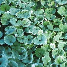 Image result for Glechoma hederacea