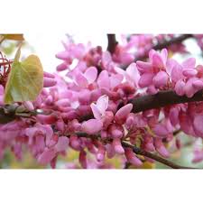 Attēlu rezultāti vaicājumam “Cercis siliquastrum”