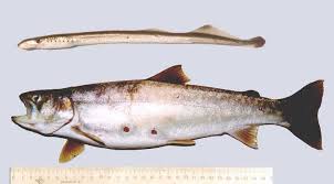 Image result for Lethenteron camtschaticum