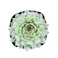 Attēlu rezultāti vaicājumam “Campylophyllum calcareum”