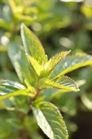 Attēlu rezultāti vaicājumam “Mentha x verticillata leaf”