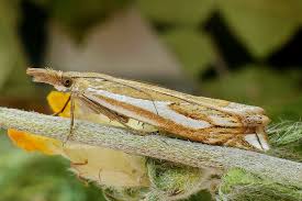 Attēlu rezultāti vaicājumam “Crambus pratella”