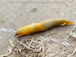 Attēlu rezultāti vaicājumam “Malacolimax tenellus”