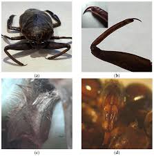 Attēlu rezultāti vaicājumam “Pantilius tunicatus imago”