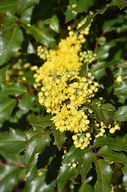Attēlu rezultāti vaicājumam “Mahonia aquifolium”