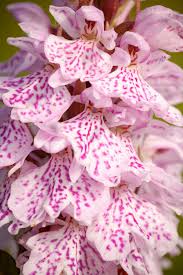 Attēlu rezultāti vaicājumam “Dactylorhiza maculata flower”