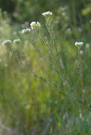 Attēlu rezultāti vaicājumam “Berteroa incana leaf”