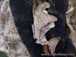 Attēlu rezultāti vaicājumam “Bjerkandera fumosa”