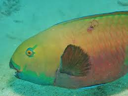 Image result for Scarus ferrugineus