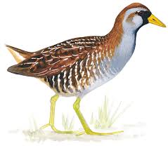 Image result for Porzana carolina