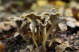 Attēlu rezultāti vaicājumam “Pseudocraterellus”