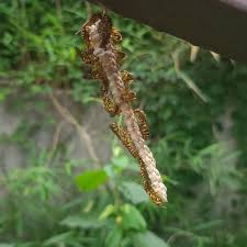 Attēlu rezultāti vaicājumam “Paradiacheopsis rigida stalked”