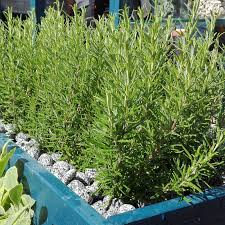 Image result for Rosmarin