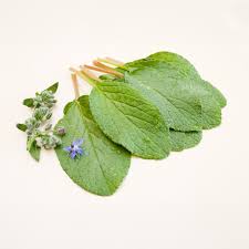 Image result for Borretsch