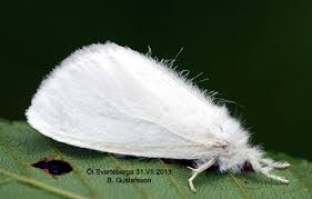 Attēlu rezultāti vaicājumam “Euproctis similis”
